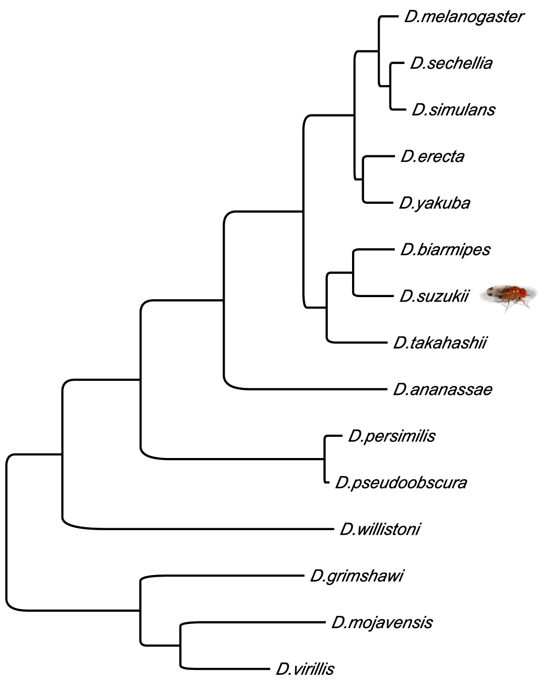 Best-scoring maximum likelihood (ML) tree of 15 Drosophila species + outgroup A.gambiae (not shown) using 5,322 gene partitions with 5,199,249 sites.  Model is JTTF+Γ.